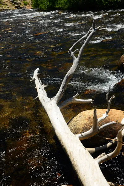 DSC_0225 (Large).JPG